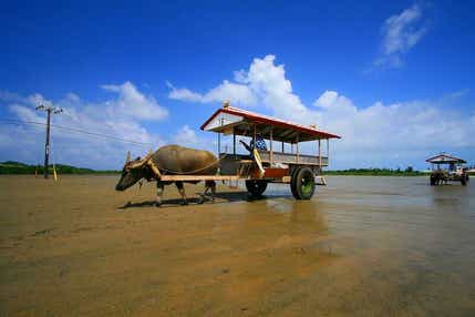 【松山空港発】 南国の楽園！八重山4島めぐり～石垣島・由布島・竹富島・西表島～