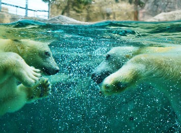 【20％割引】全日催行決定♪行動展示で一躍人気になった旭山動物園と幻想的な雰囲気を楽しむ美瑛・青い池＆富良野お花畑鑑賞する内容盛り沢山のバスツアー！1