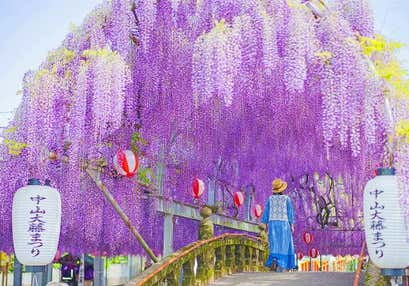 中山の大藤と久留米市つつじの宴とイチゴ狩り1パックお土産付と午後のデザートティータイム