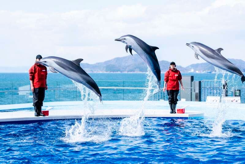 【出雲・斐川・松江発】四国水族館とホテルアネシス瀬戸大橋ランチバキング　日帰り1