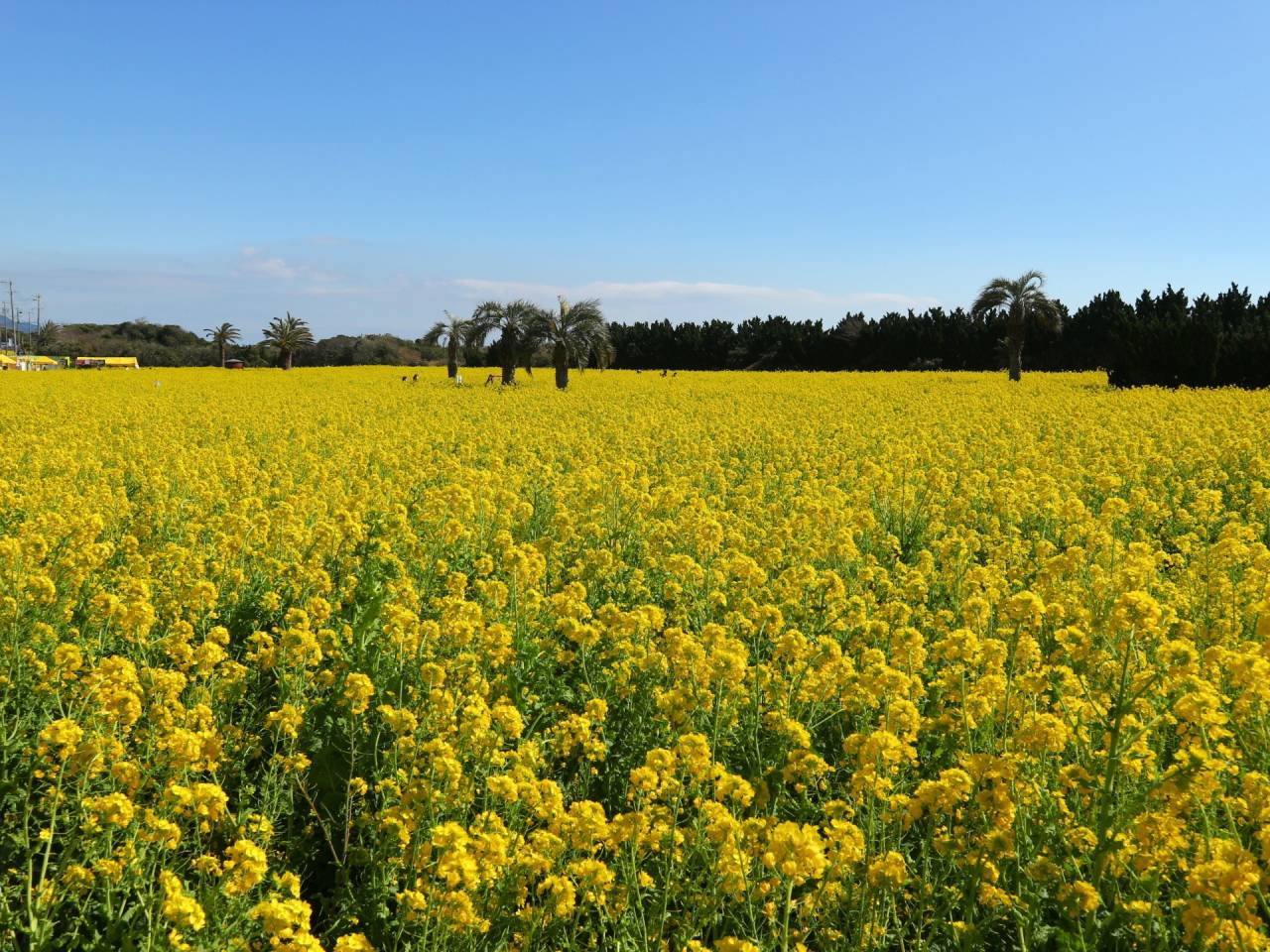 「渥美半島菜の花祭り」＆「河津桜祭り」と伊良湖リゾートで過ごす優雅な休日2日間【田原本・大和八木・橿原神宮・五位堂発】1