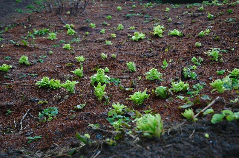 【東京駅・上野駅・大宮駅・高崎駅発】 越後津南高原で体験　ガイド付＆ホテル敷地内で安心！本場山菜狩り 紅ズワイガニを含む約５０種類のディナーバイキングと雲上テラス湯沢高原ロープウェイ　２日間2