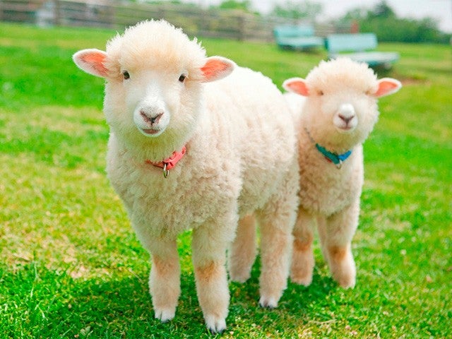 ■【千葉】旅する房総！海鮮浜焼食べ放題＆動物の楽園【マザー牧場】＆はちみつ専門店【はちみつ工房】でハニーソフト付き♪映えスポット巡りへ！2
