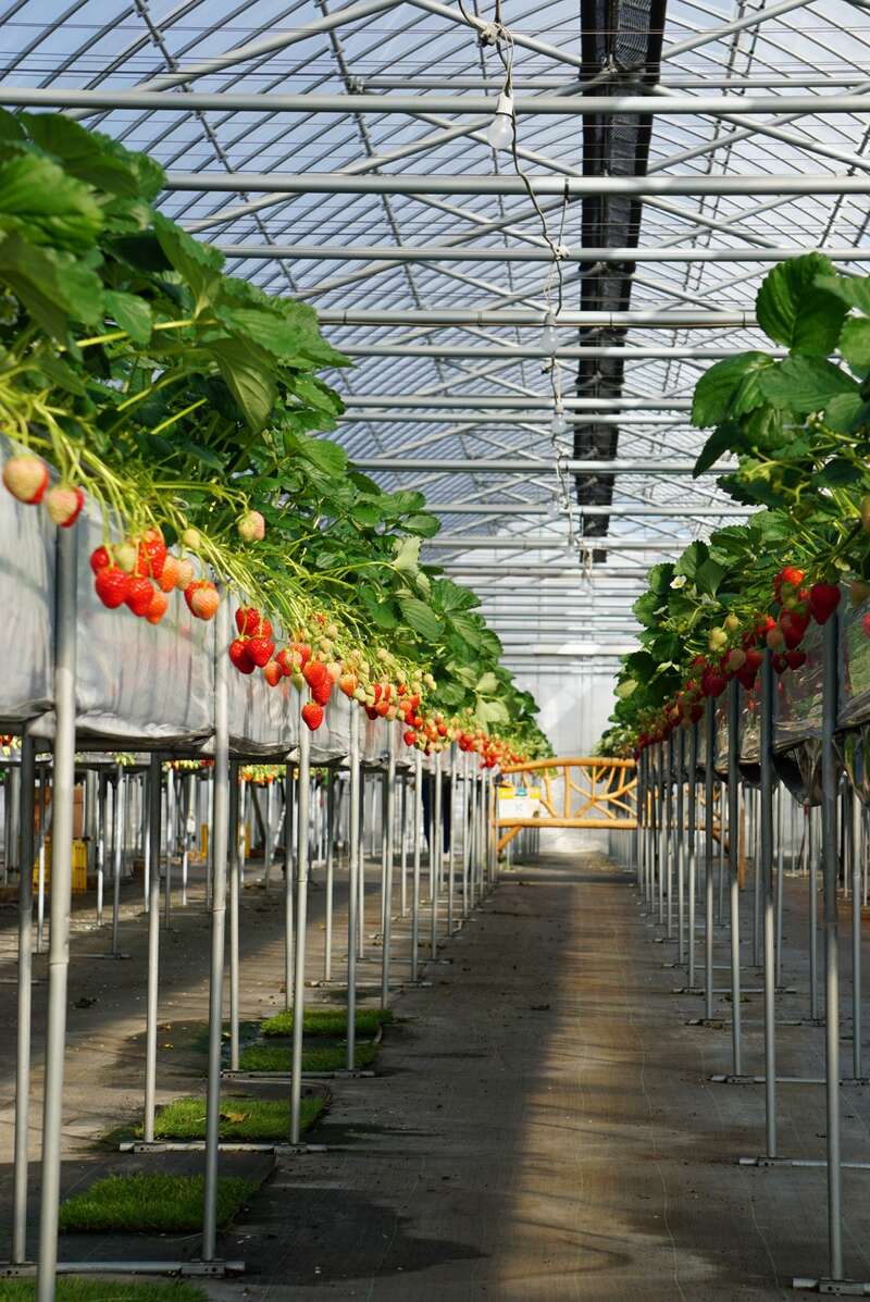 【松戸・西船橋発】＜WEB限定企画＞甘党歓喜！チョコレートファウンテン付き8種いちご狩り食べ放題 幻想的なよみうりランドのジュエルミネーション　日帰り2