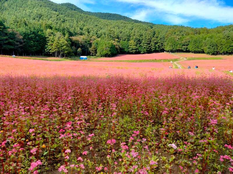 【群馬県内発】 伊勢神宮外宮・内宮両参りと飛騨高山　信州花・紅葉めぐり３日間3