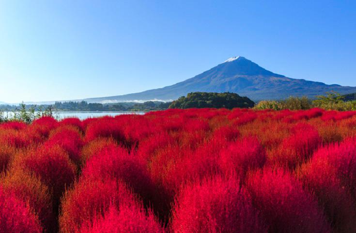 [品川/新宿LOVE発]富士河口湖絶景日帰りツアー！いろんな角度から富士山の感動の景色を望む撮影ポイント巡りツアー！大型車両三列高級トイレ付きバスが27人乗りで広々独立シートで快適なバス旅を！バスのビジネスクラスをお楽しみください。完全食事付き、神戸牛しゃぶしゃぶ(英語ガイド付)1
