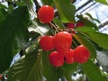 【福岡空港発】 山形さくらんぼ狩りと会津・蔵王・松島周遊３日間