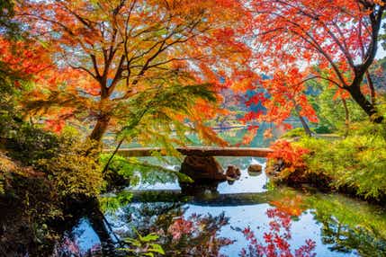 【中毛・北毛エリア発】 約60種の美食ビュッフェランチと東京屈指の紅葉3名所巡り! 神聖なる杜のイチョウから伝統ある大名庭園のモミジまで、 秋の芸術を心ゆくまで巡る贅沢ツアー 日帰り