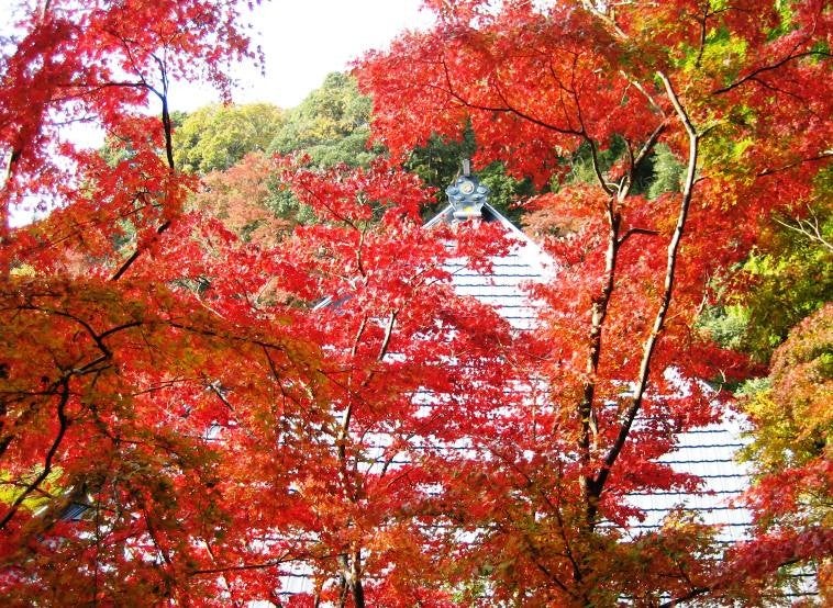 【JR津田沼・京成津田沼発】千葉　南房総みかん狩り1㎏お土産付き＆紅葉散策と漁師料理＜コースNo.26-1087-B＞（京成トラベル）1