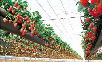 春の岡山いいとこどり♪旬のいちご狩り食べ放題＆筍ご飯食べ放題！「竹の子づくし膳」のご昼食【大和八木・橿原神宮発】2