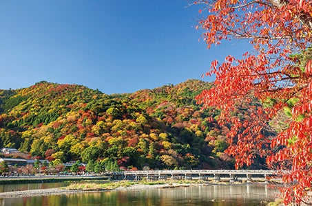 【JR広島駅・福山駅/2名一室】2つの遊覧でめぐる京都の桜 仁和寺・吉野山千本桜3日間　～大型バスでは行けない京都「原谷苑」へ ～1