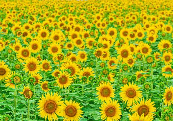 杷木ひまわり園と約1kgお土産付の梨狩りと大人の隠れ家レストランで贅沢な海鮮よくばりランチ3