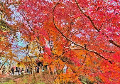 小京都秋月の紅葉絵巻ともみじの如意輪寺と3個お土産付柿狩りと贅沢な海鮮よくばりランチ