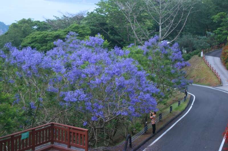 【大分県内発】 きらめきの南九州フラワー街道2日間1