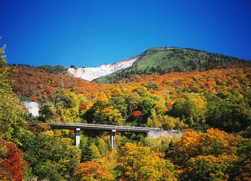 【大崎・石巻・県北エリア発】 絶景の八幡平の紅葉とあのヤクルト工場見学＆ 自然食ビュッフェランチ（日帰り）