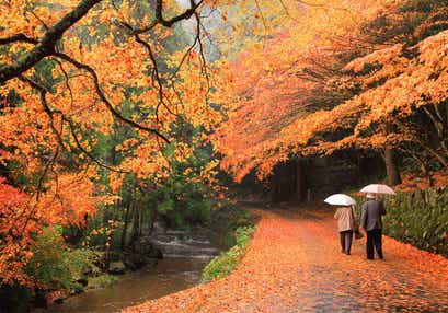 【JR岩国駅発】 八天堂deパン・スイーツブッフェ付ランチと紅葉の佛通寺・今高野山・三景園　日帰り