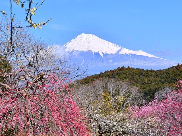 ■【静岡】早春の香りに包まれて♪梅と富士の競演〈岩本山公園〉＆地産地消グルメ！ビュッフェレストランで食べ放題＆いちご狩り食べ放題！あさぎりフードパーク＆道の駅朝霧高原でお買い物♪3