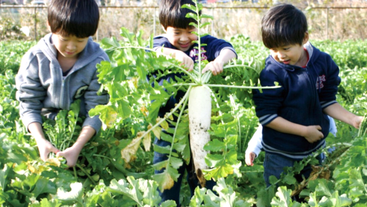 ＜Web割対象商品＞【キングツアーバス旅】どっさどっさ年末in伊豆 時之栖イルミネーション＆大根収穫体験〔調布・狛江発〕2