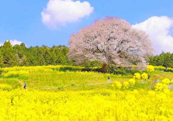 松浦鉄道お花見列車と馬場の山桜と円応寺桜トンネルと佐賀牛vs伊万里牛食べ比べ2