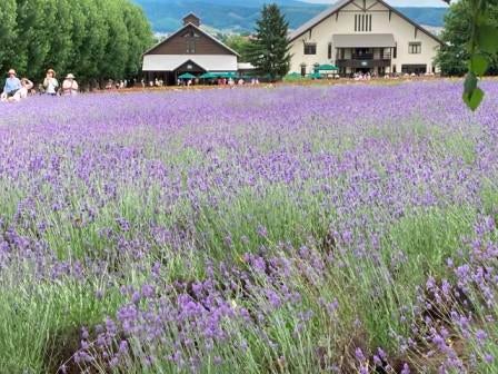 【早90】◆中部国際空港発着！◆【ジャンボマーチ・添乗員同行】往復新千歳空港利用！阿寒湖温泉・知床ウトロ温泉・層雲峡温泉に泊まる夏の北海道ぐるり周遊4日間【四季の花・風景】【世界遺産】3