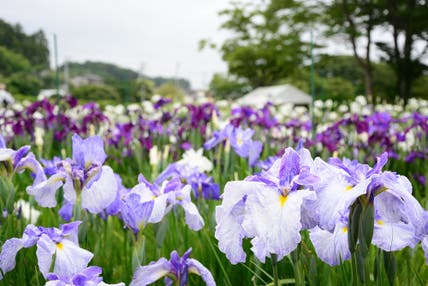 【盛岡発】多賀城跡のあやめと塩釜水産物仲卸市場