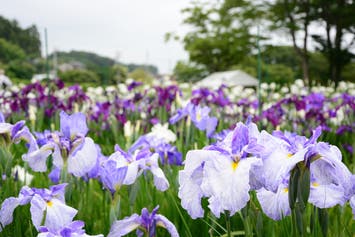 【盛岡発】多賀城跡のあやめと塩釜水産物仲卸市場