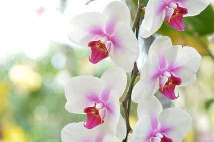 【兵庫県内発】 足立美術館「春季特別展」&日本最大級のフラワーパーク!「とっとり花回廊」らんウイーク 日帰り