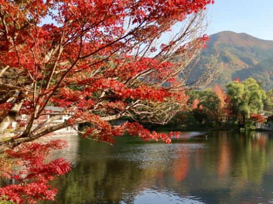 【添乗員同行／日帰り／博多駅発着】 人気観光列車 ゆふいんの森・あそぼーい!・九州新幹線 3つの列車に乗車！湯布院・阿蘇 ぐるっと日帰り列車旅2