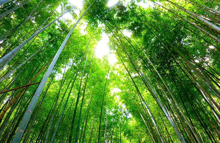 [難波/京都発]訪れたいスポットとして大注目の2大古都 京都嵐山＆伏見稲荷大社＆奈良公園周遊日帰りツアー(英語ガイド付)3