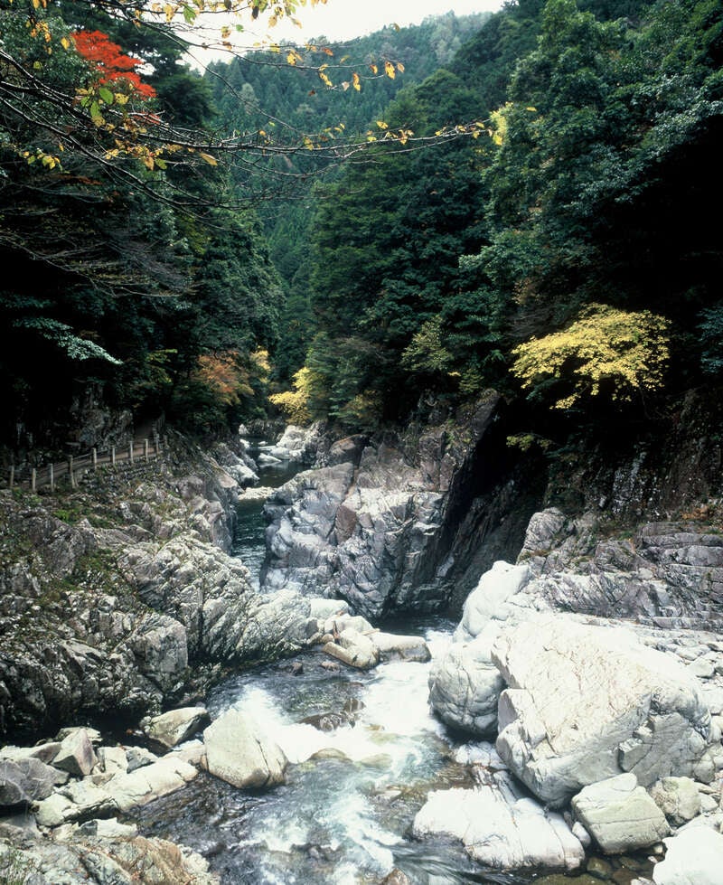 【新山口・徳山発】読売貸切「吉水園」秋の特別公開と筒賀の大銀杏　日帰り2