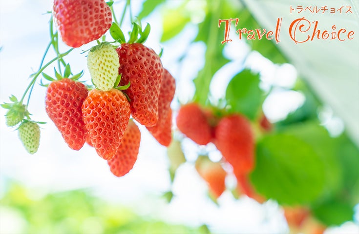 全日程催行決定🚌[横浜発]ハイジの畑でつかまえて♪甘いイチゴ狩り＆ランチバイキング食べ放題！本場山梨でワイナリー見学＆試飲体験や人気の『桔梗信玄餅詰め放題』体験等、お楽しみ満載の日帰りバスツアー1