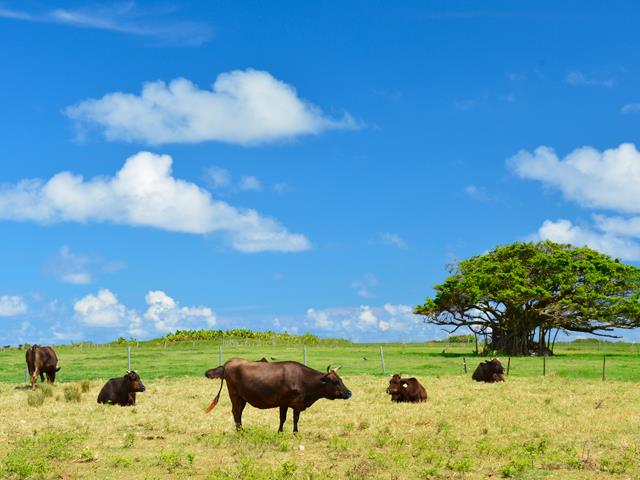 ■2日目　黒島サイクリングコース付き　石垣島・竹富島・西表島ホテルチョイスプラン　3泊4日2