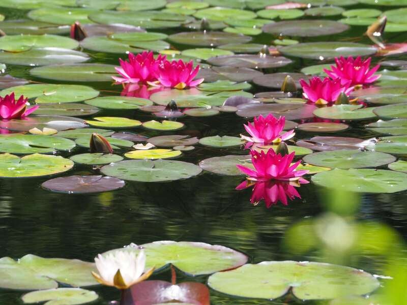 【愛媛県内発】 北川村「モネの庭」マルモッタンと牧野植物園　初夏の高知ガーデンめぐり 日帰り2