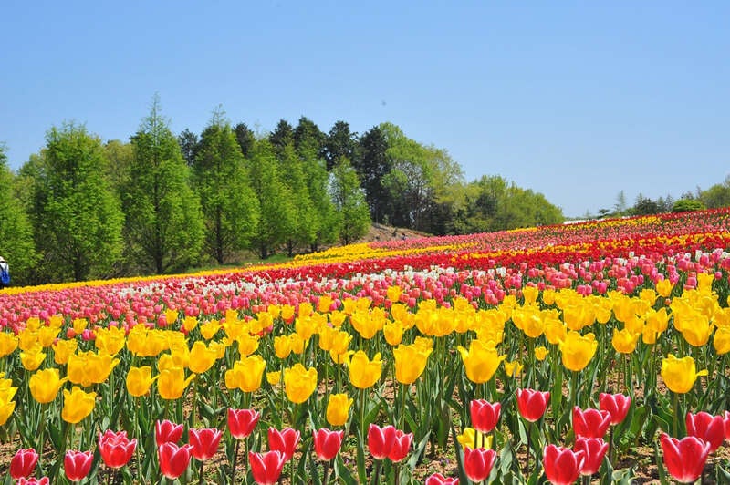 【JR岩国駅発】 絶景花の三重奏♪ネモフィラ・芝桜・チューリップと八天堂de読売オリジナルブッフェランチ　日帰り3