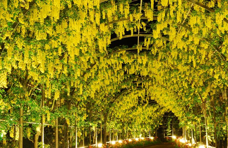 [横浜発]≪VIP花三昧≫一面、青の絨毯！ひたち海浜公園で絶景「ネモフィラ」鑑賞&あしかがフラワーパークでライトアップされた大藤棚もご堪能！3