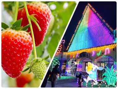 🔥催行確定3/7・14・21・20・28🔥【新宿発】ぶっとび格安！「南房総いちご狩り30分食べ放題🍓 練乳付」＆圧倒的なスケール！「東京ドイツ村イルミネーション✨」＆「海鮮浜焼き・海鮮丼など50種類以上🐚」＆「はちみつ工房」＆「海ほたる」　冬のイルミネーション＆グルメツアー✨