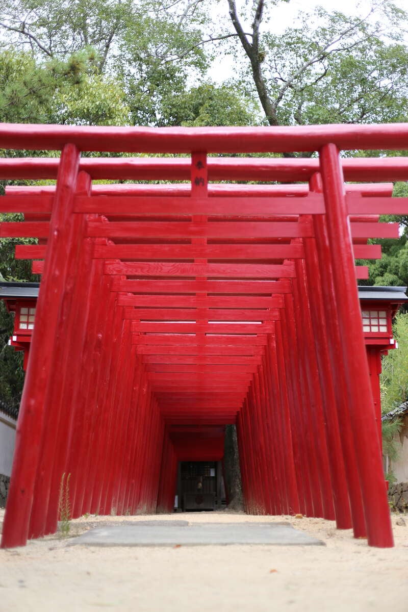 【愛媛県内発】 紅葉と花を愉しむ  晩秋ミステリーツアー　日帰り3