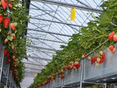 ■【山梨】冬のほっこり“ととのい旅”♪絶景温泉*ほったらかし温泉&シーズン開幕!初物いちご狩り食べ放題《甲州ワインビーフ陶板焼き御膳ランチ付き》