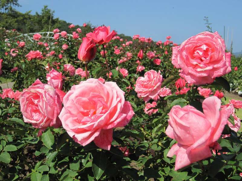 【金沢発】「香りのばらまつり」in国営越後丘陵公園 とホテルニューオータニ長岡の優雅にランチビュッフェ　日帰り1