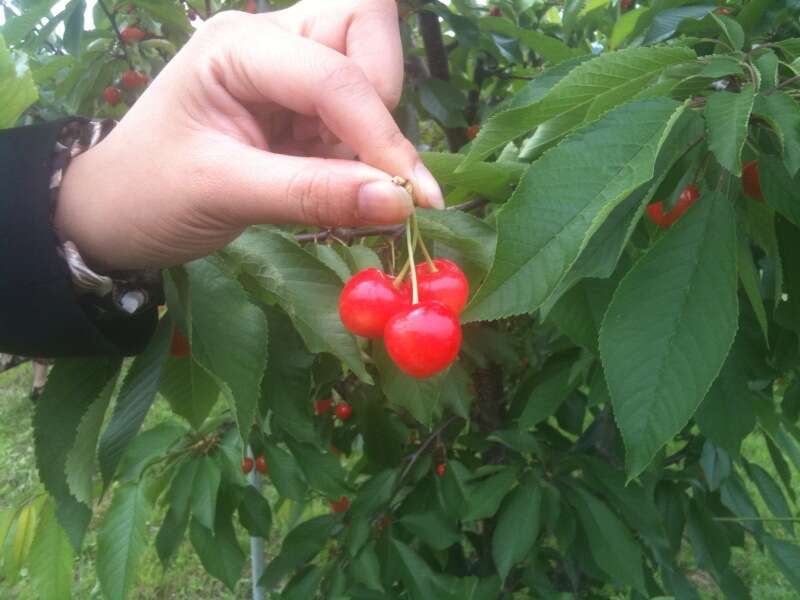 【京滋エリア発】 南信州さくらんぼ狩り食べ放題と信州キノコたっぷり豚焼きしゃぶ御膳　日帰り2