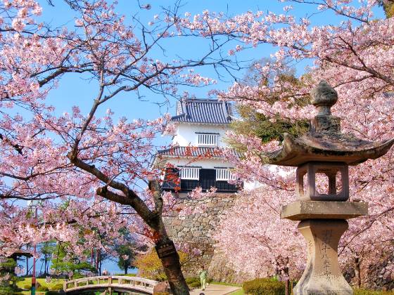 【日帰り／添乗員同行／博多発着】 地元グルメと三種のスイーツを楽しむ人気の観光列車♪★西鉄旅行 貸切運行★しまてつカフェトレイン ～美しき島原城の桜と日本さくら名所100選の地 大村公園～3