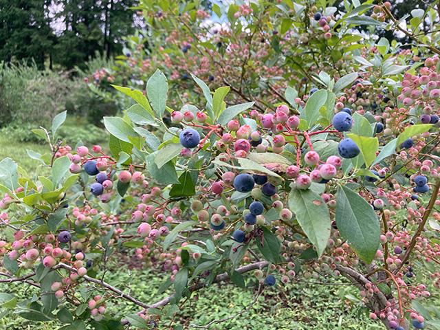 ■【兵庫県・岡山県】一面に咲く約100万本の『南光ひまわり畑』鑑賞🌻＆はちみつ食べ比べ🍯 フルーツW狩り✌ブルーベリー狩り＆桃の名産地・岡山で旬の桃狩り🍑2