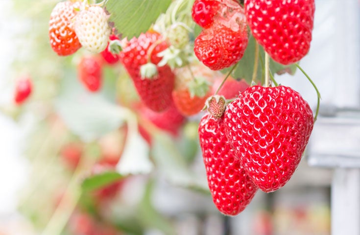 催行決定あり★[横浜発]日本の絶景 ひたち海浜公園のネモフィラ鑑賞と甘いイチゴ狩り食べ放題！ピリッと辛口♪めんたいパークの工場見学＆試食体験！2