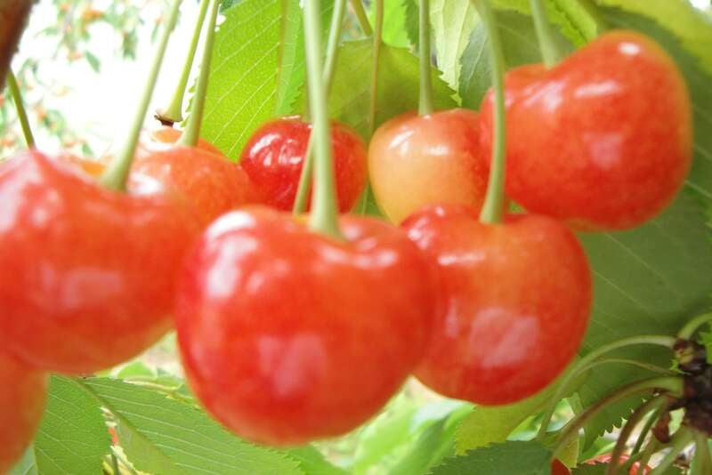 【千葉県内発】 本場山形“朝摘み”佐藤錦さくらんぼ狩り食べ放題 夕食時オールインクルーシブのホテルに泊まる！美肌の湯・かみのやま温泉２日間1