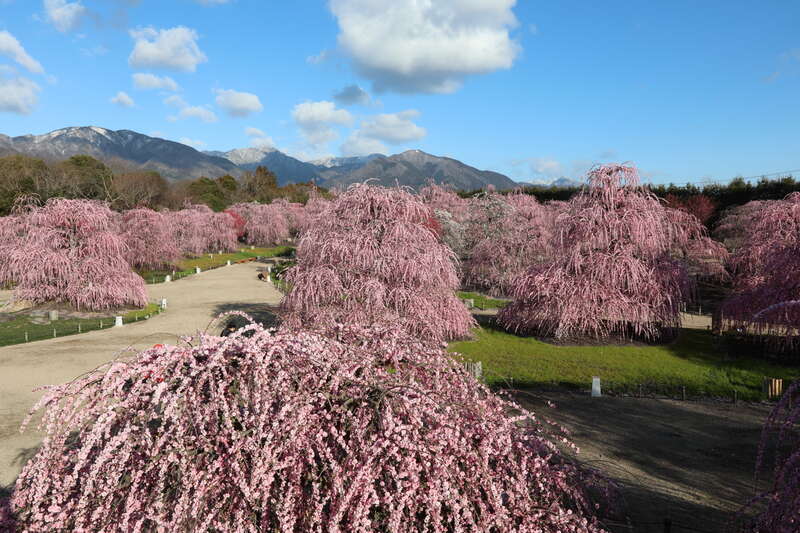 【岡山県内発】 なばなの里イルミネーションと鈴鹿の森庭園・伊勢神宮両参り ２日間2