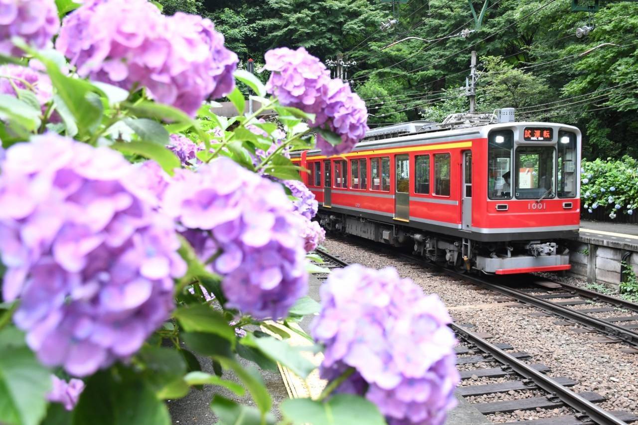 箱根登山鉄道あじさい電車と富士箱根ぐるっと周遊2日間【近鉄八尾・八戸ノ里・枚方市・JR高槻発】1
