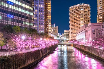 【神奈川県内・町田発】 アートとイルミネーションで心もポカポカ「ちひろ美術館 東京」＆ 恵比寿＆目黒川 2つの東京冬の人気スポットめぐりバスツアー