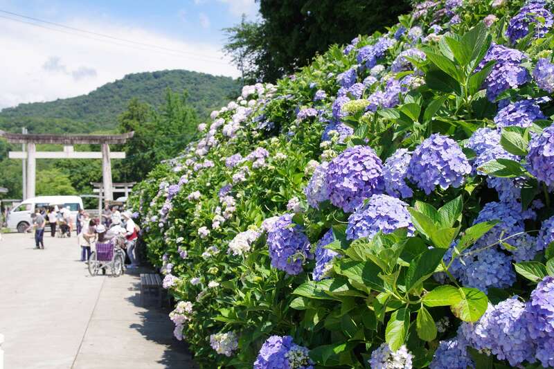【岡山・倉敷発】 初夏のさぬき～３つの紫陽花めぐり～　日帰り3