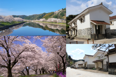 【広島駅新幹線口・アストラムライン古市駅発着／日帰り】島根随一の桜名所 雲南の桜めぐりと田部家土蔵群～斐伊川堤防桜並木と三刀屋川河川敷の桜～1