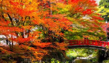 【JR広島駅発】秋のトリプルスリー♪紅葉と実りの秋in山口　日帰り